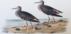 Antique Pectoral Sandpiper /// Ornithology Bird John James Audubon Ocean Beach Shore Art