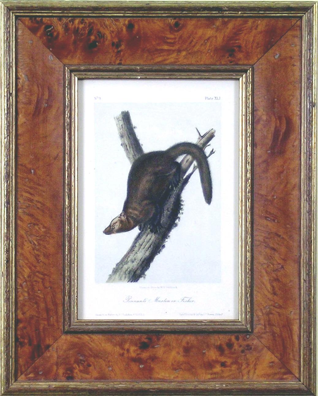Pennant's Marlon or Fischer - Academic Print by John James Audubon