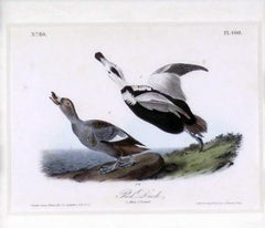 Pied Duck