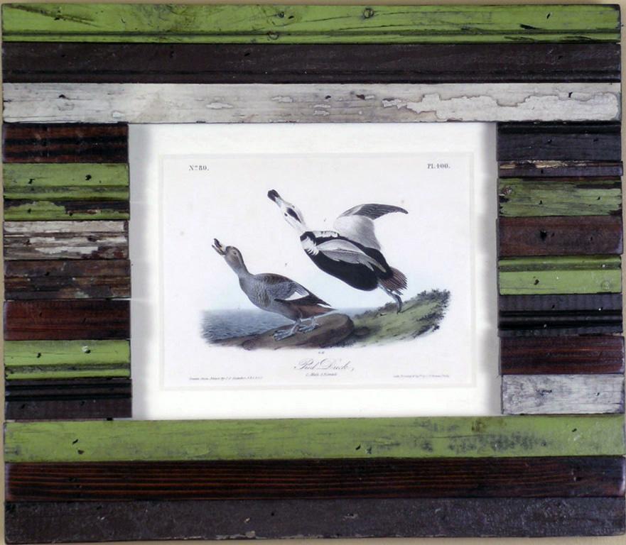 Pied Duck - Print by John James Audubon