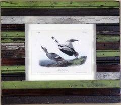 Antique Pied Duck