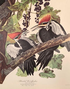 Pileated Wood Pecker, Amsterdam Edition
