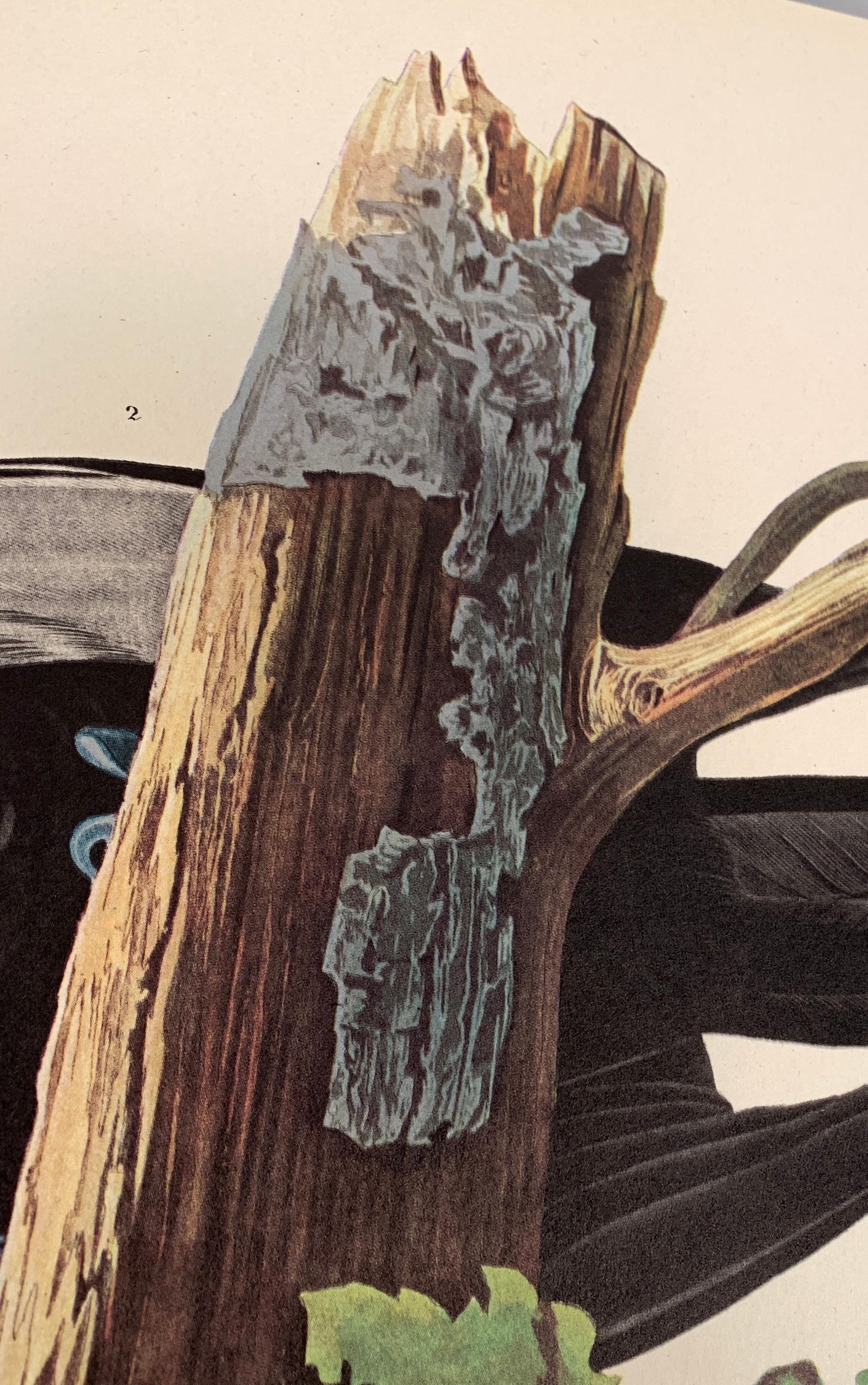 audubon amsterdam edition