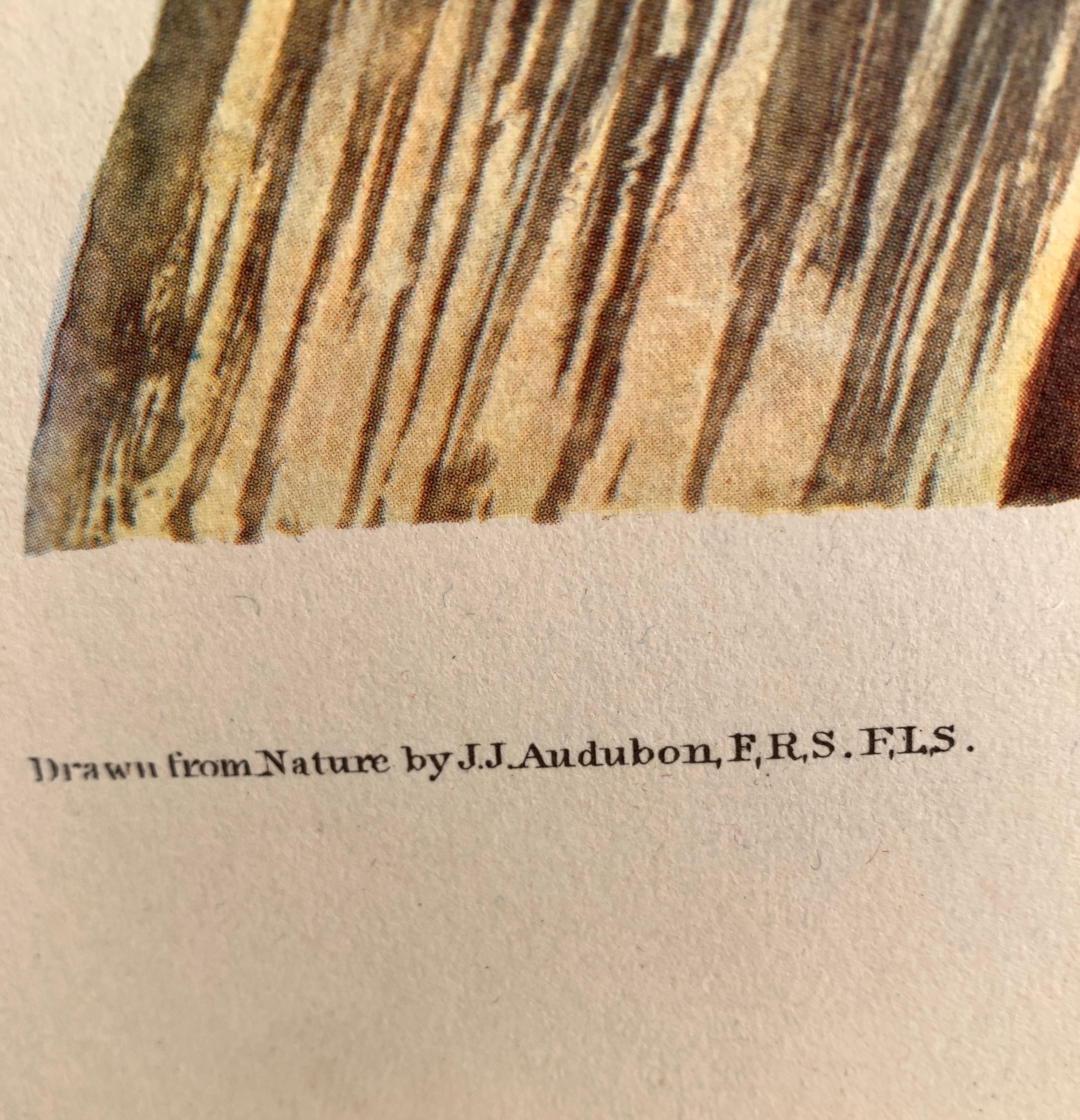 Pileated Wood Pecker, Amsterdam Edition - American Realist Print by John James Audubon