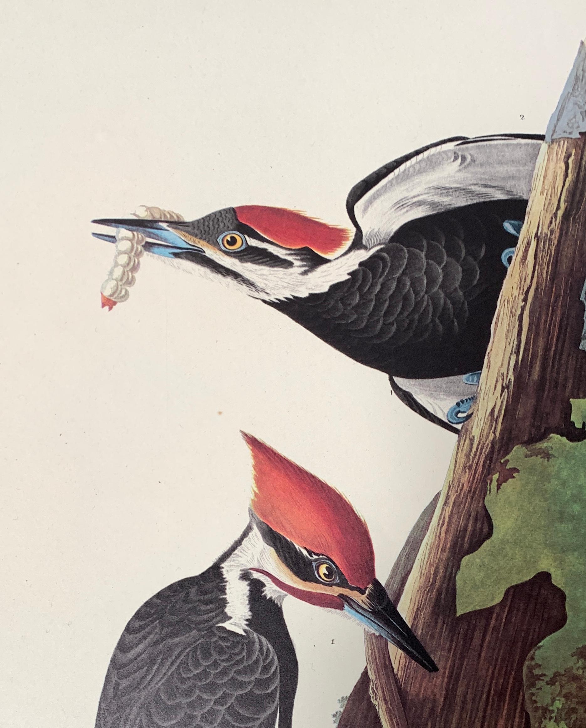 Pileated Wood Pecker, Amsterdam Edition 1