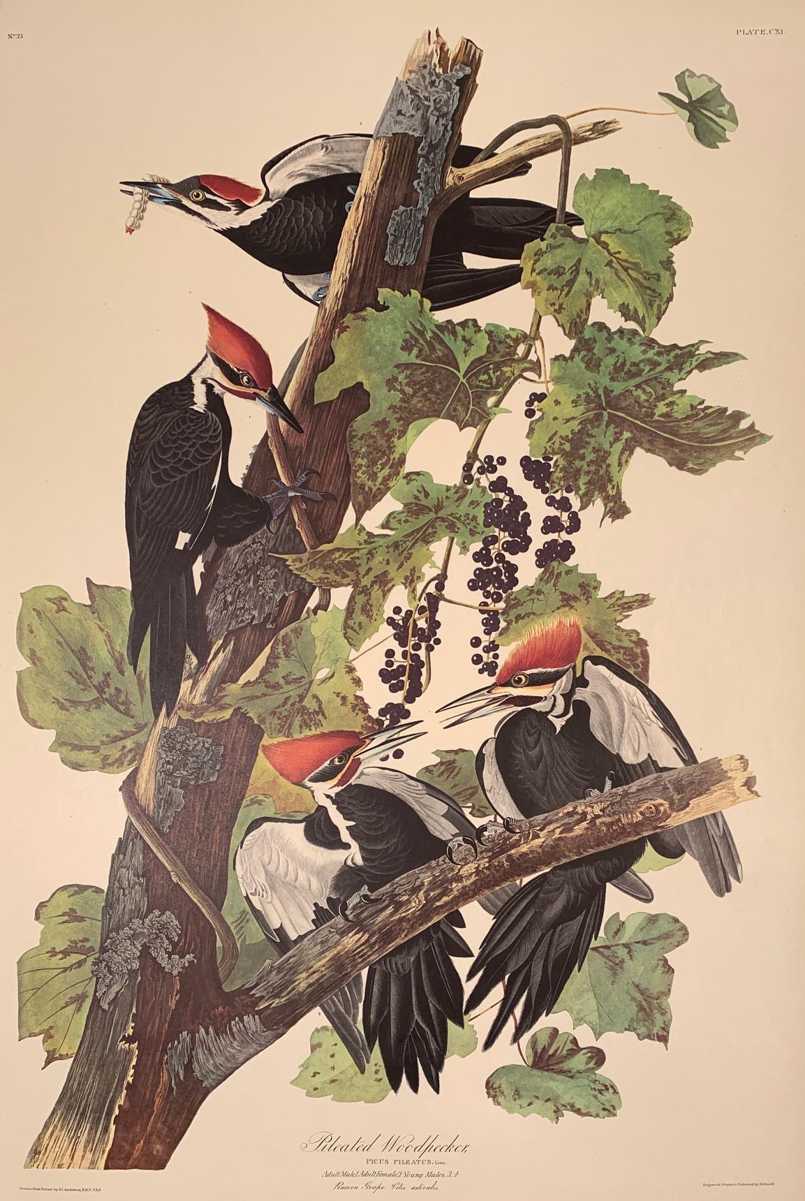 Pileated Wood Pecker, Amsterdam Edition - Print by John James Audubon