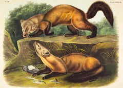 Pine Marten
