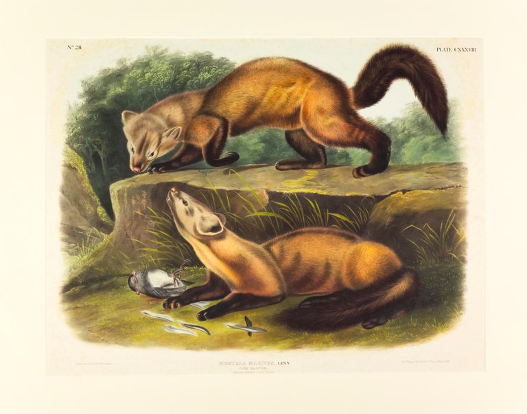 Pine Marten For Sale at 1stDibs