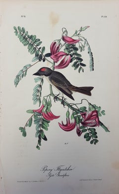 Pipiry Flycatcher