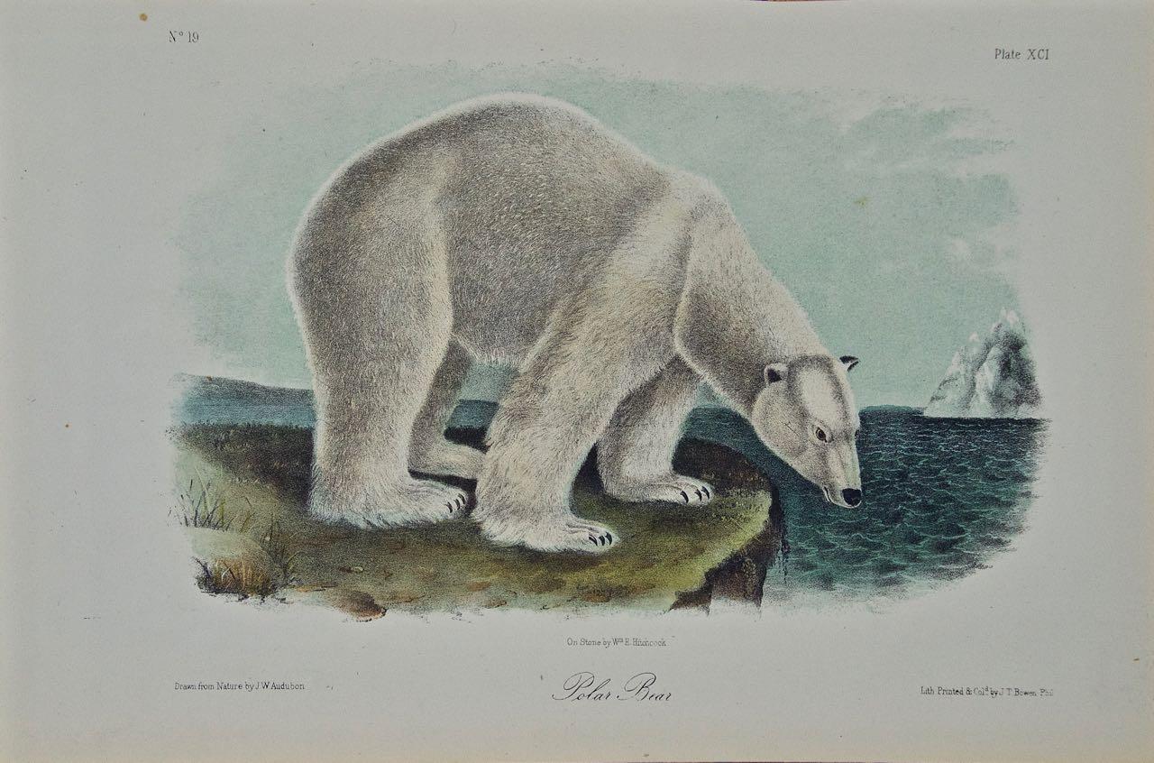 Impression Affiche Art Print Histoire Naturelle le Hérisson Erinaceus europaeus 