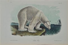 john polar bear "Polar Bear", an Original 19th C. Audubon Hand Colored Quadruped Lithograph