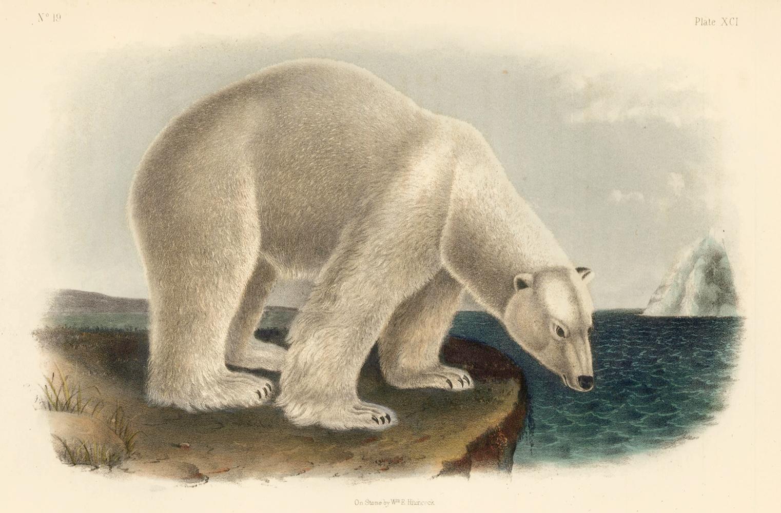 John James Audubon Animal Print - Polar Bear