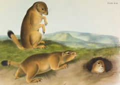 Prairie Dog - Prairie Marmot Squirrel