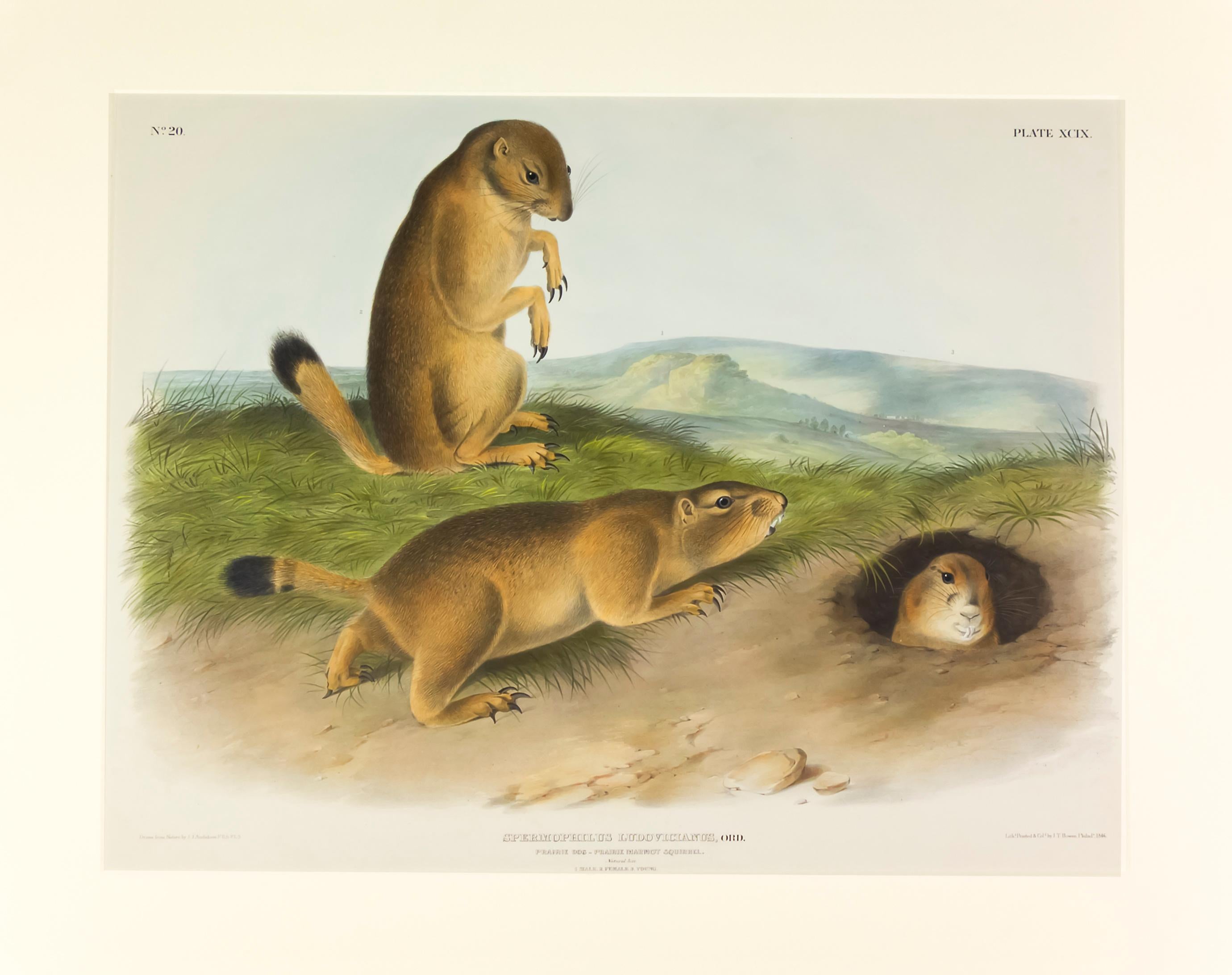 John James Audubon Animal Print - Prairie Dog - Prairie Marmot Squirrel