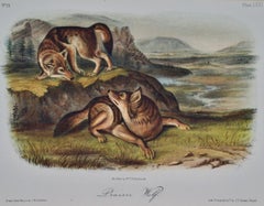 "Prairie Wolf": An Original Audubon 19th Century Hand-colored Lithograph