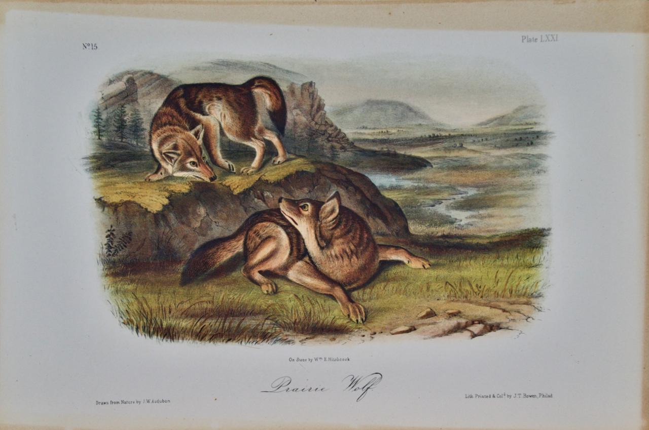 John James Audubon Animal Print - "Prairie Wolf": An Original Audubon 19th Century Hand-colored Lithograph 