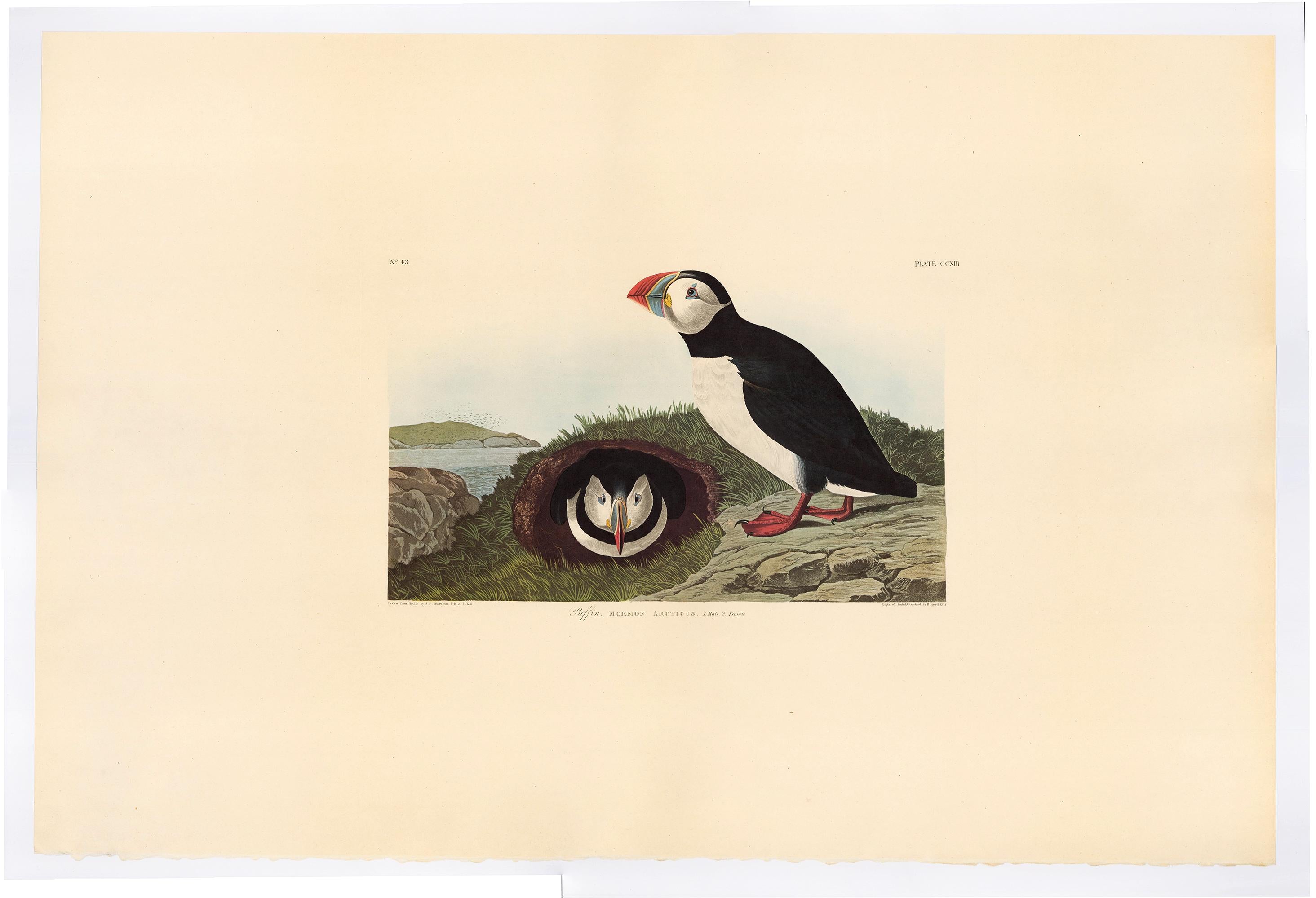 Plate  CCXIII, Puffin, posthumous reproduction after John James Audubon from The Birds of America, the Amsterdam Edition, printed in Amsterdam, 1971-73. Original multicolored photo-offset print. 