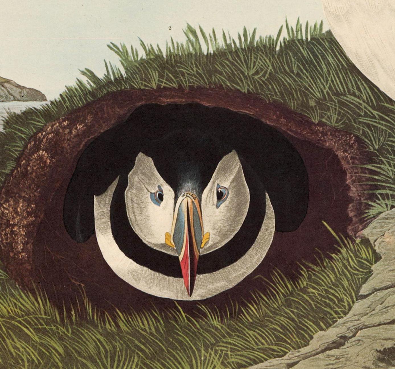 Puffin, after John James Audubon, Amsterdam Edition For Sale 1