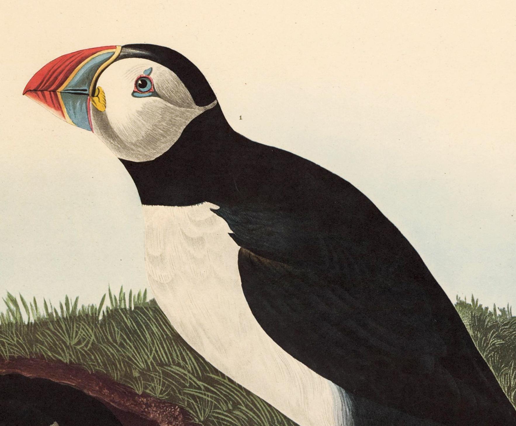 Puffin, after John James Audubon, Amsterdam Edition For Sale 2
