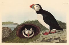 Puffin von John James Audubon, Amsterdamer Ausgabe