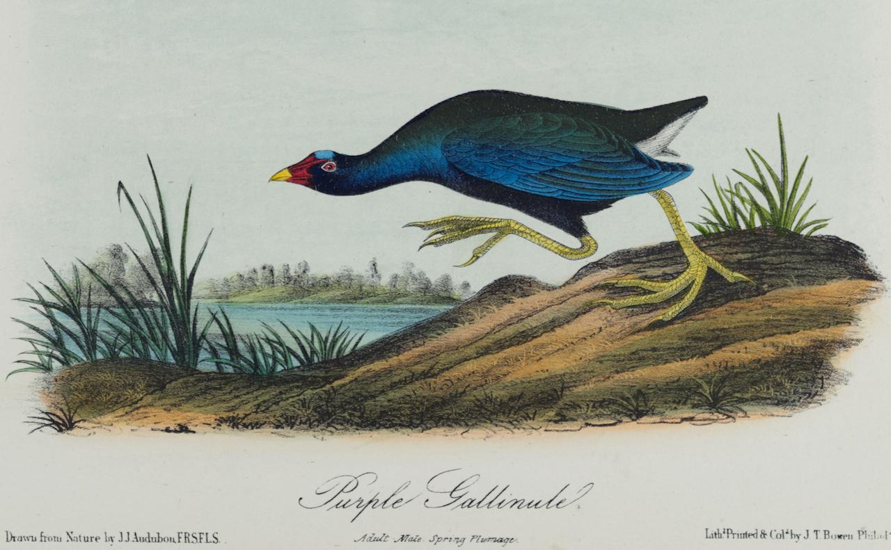 Gallinule pourpre : Une lithographie originale d'Audubon du 19ème siècle, coloriée à la main.  - Print de John James Audubon