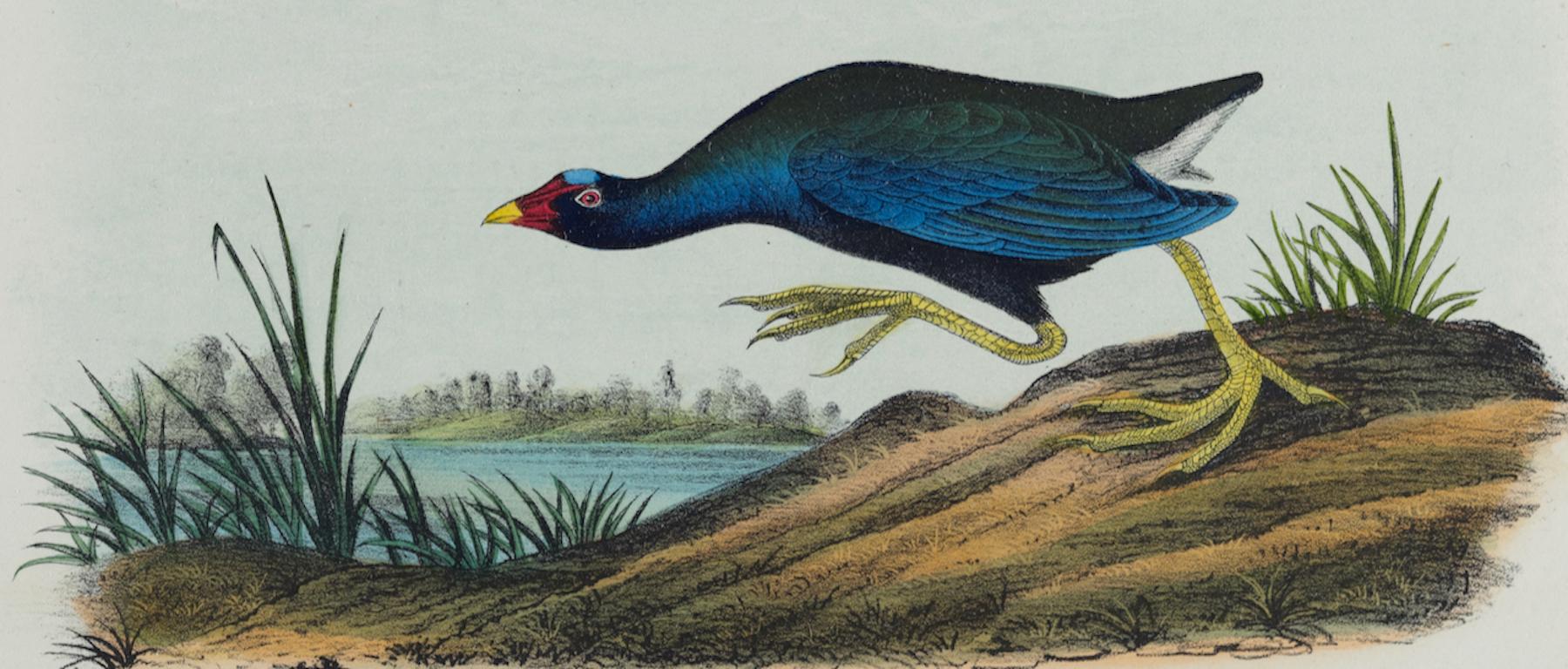 Lila Gallinule: Eine handkolorierte Vogellithographie von Audubon aus dem 19. Jahrhundert  (Naturalismus), Print, von John James Audubon