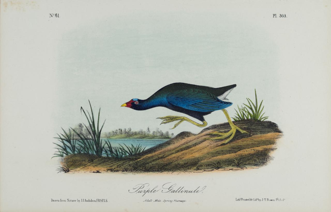 Gallinule pourpre : Une lithographie originale d'Audubon du 19ème siècle, coloriée à la main. 