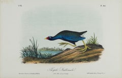 Purple Gallinule: An Original 19th C. Audubon Hand-colored Bird Lithograph 