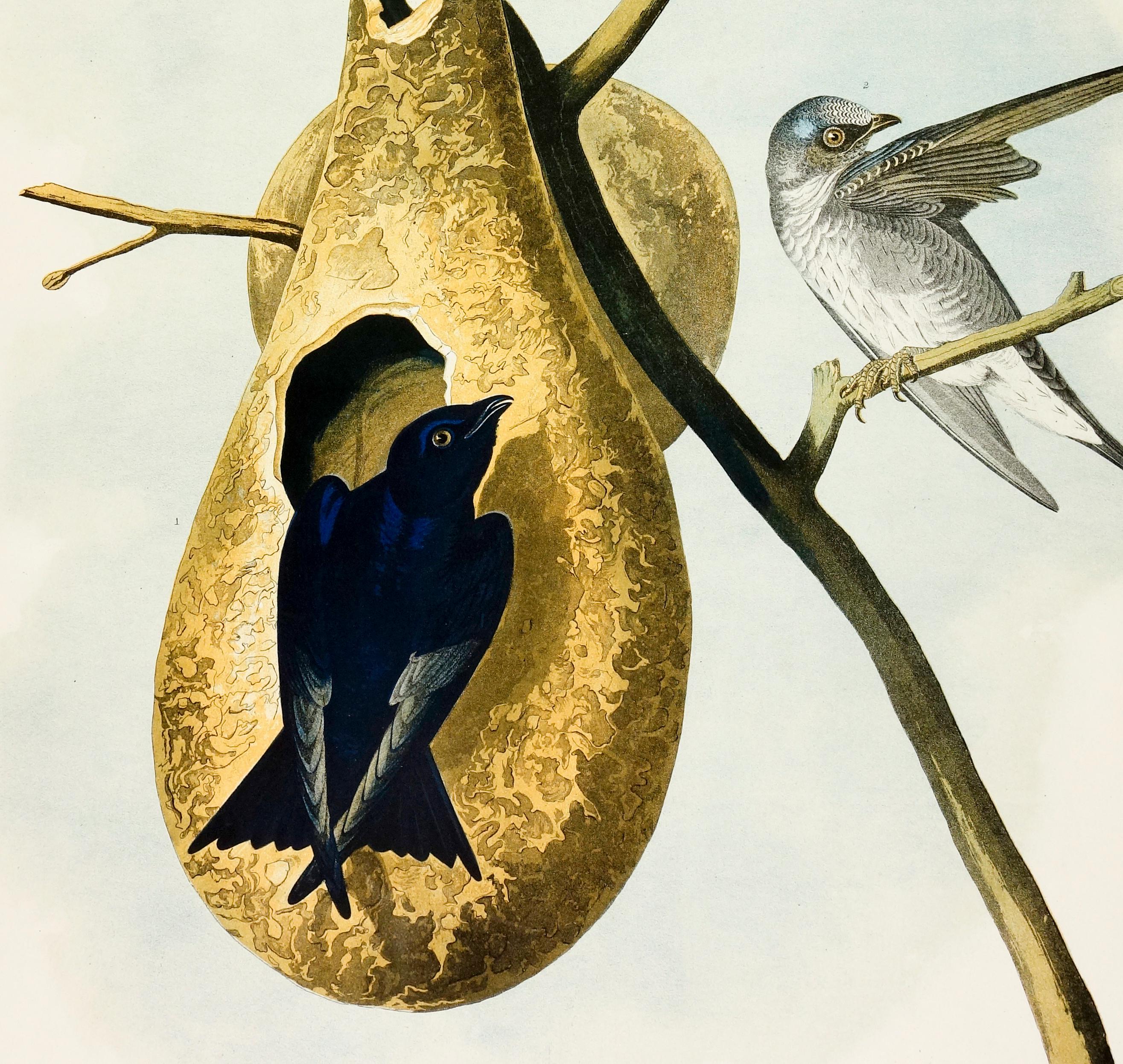 john james audubon nineteenth-century artist and naturalist