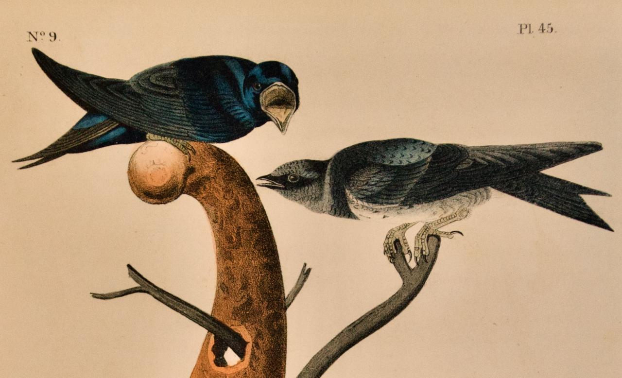 the audubon folio 1964