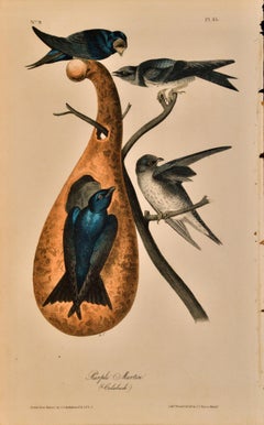 « Purple Martin », lithographie originale d'Audubon, première édition octogonale colorée à la main 