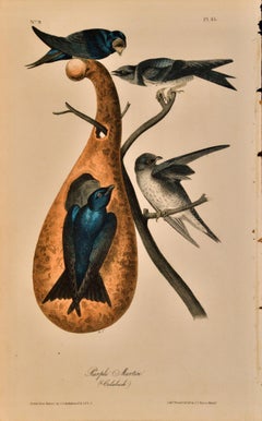 "Purple Martin", Original Audubon First Octavo Edition Hand Colored Lithograph