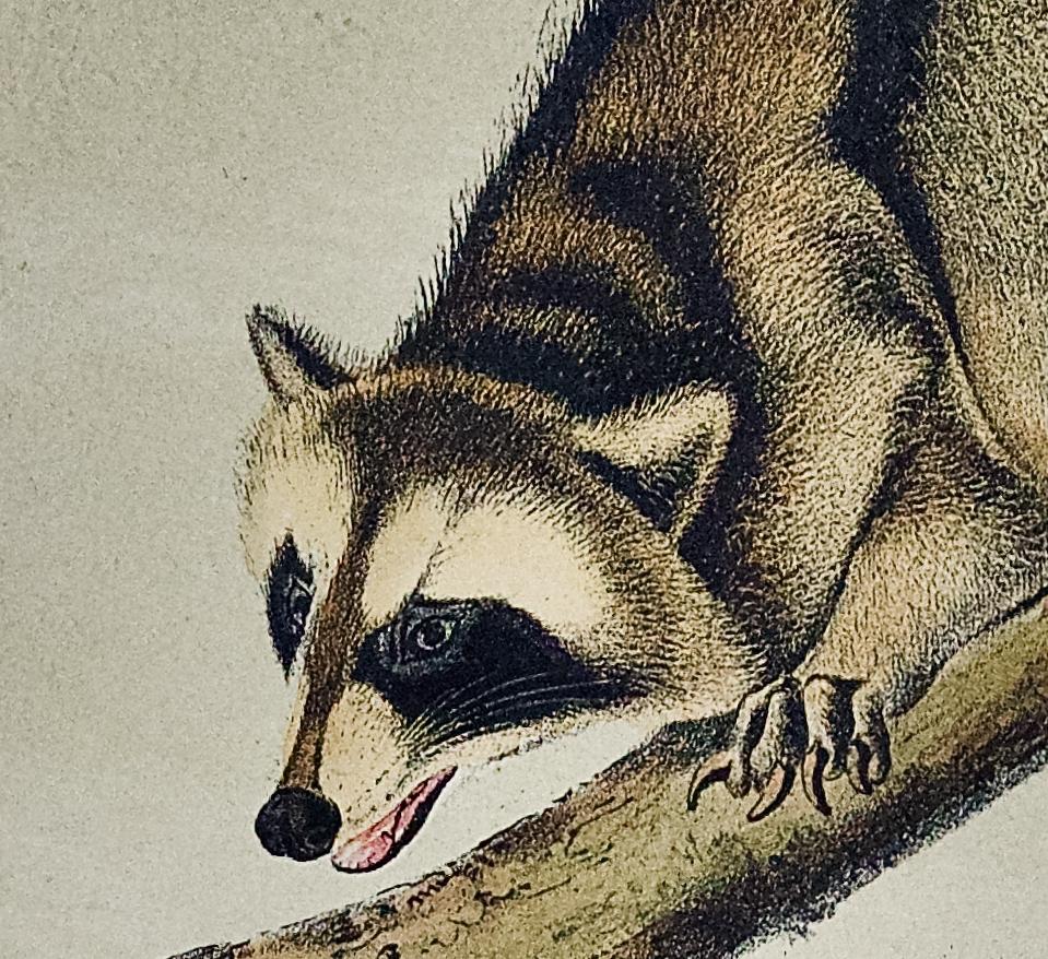 Raccoon : une lithographie originale d'Audubon du 19ème siècle colorée à la main - Print de John James Audubon