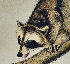 Raccoon: An Original 19th Century Audubon Hand-colored Lithograph
