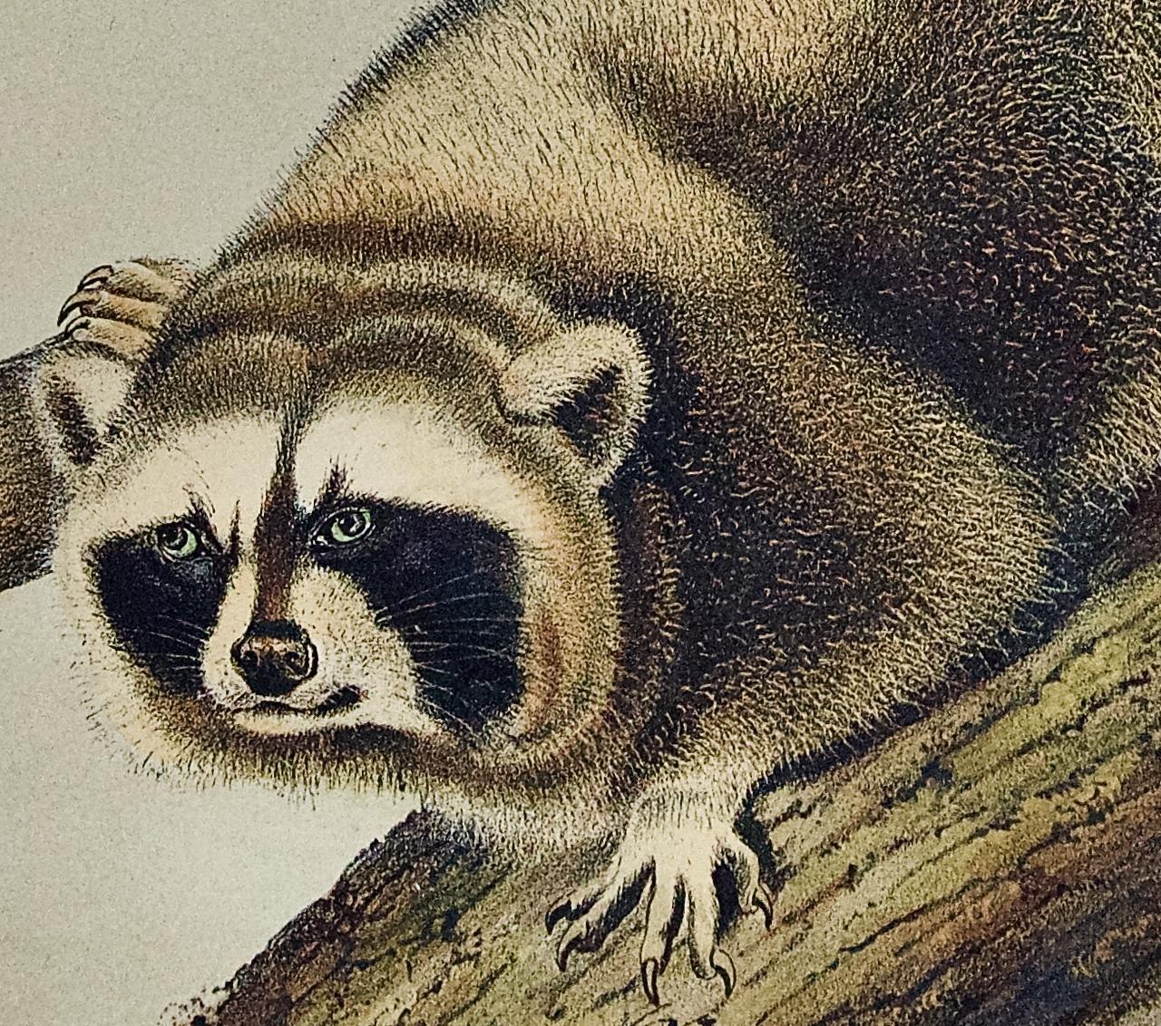 Raccoon : une lithographie originale d'Audubon du 19ème siècle colorée à la main - Naturalisme Print par John James Audubon