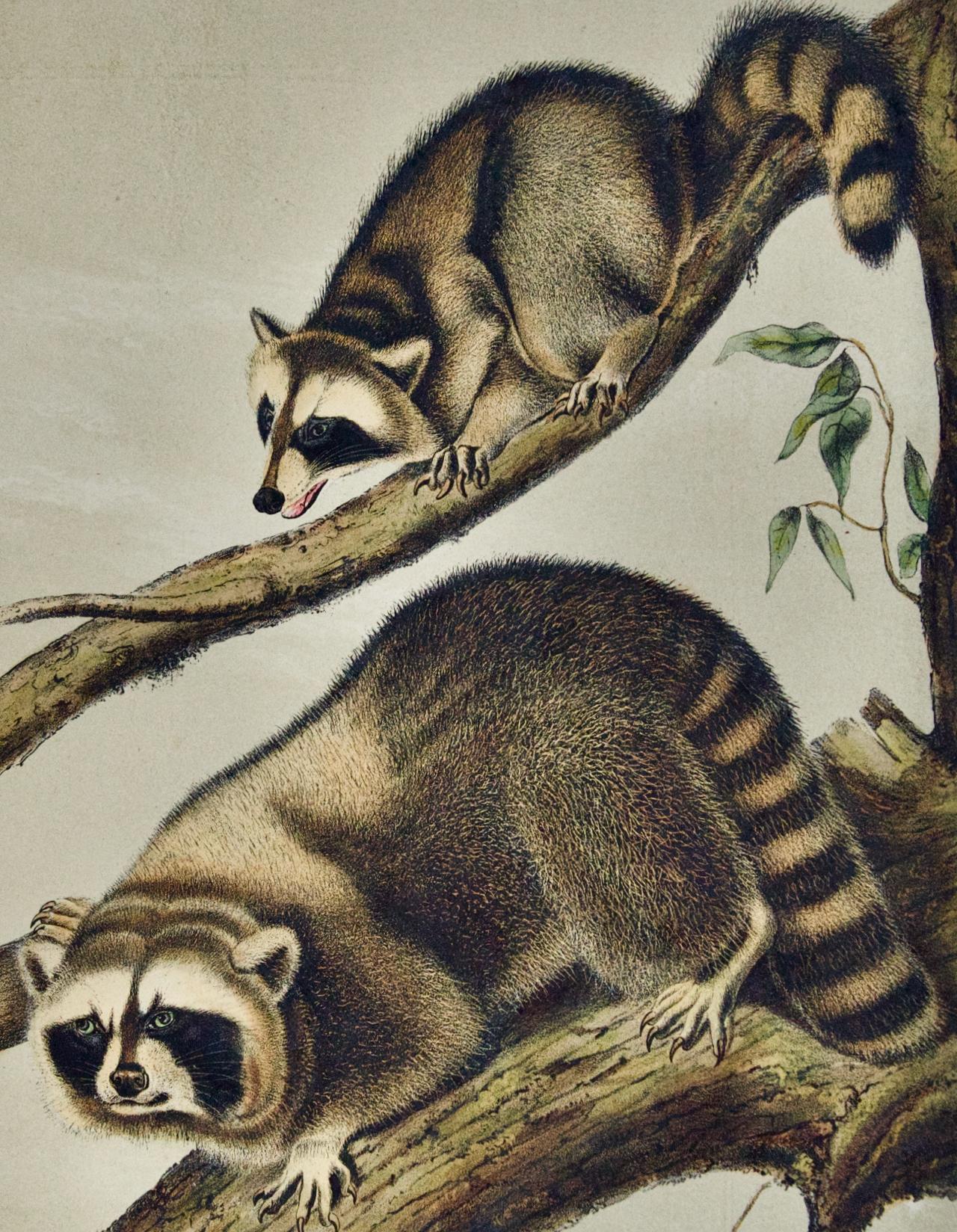 Raccoon : une lithographie originale d'Audubon du 19ème siècle colorée à la main - Gris Animal Print par John James Audubon