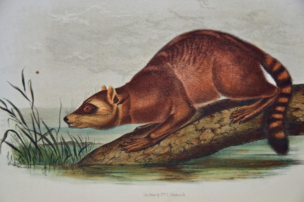 Raccoon: Eine originale handkolorierte Audubon-Lithographie des 19. Jahrhunderts (Naturalismus), Print, von John James Audubon