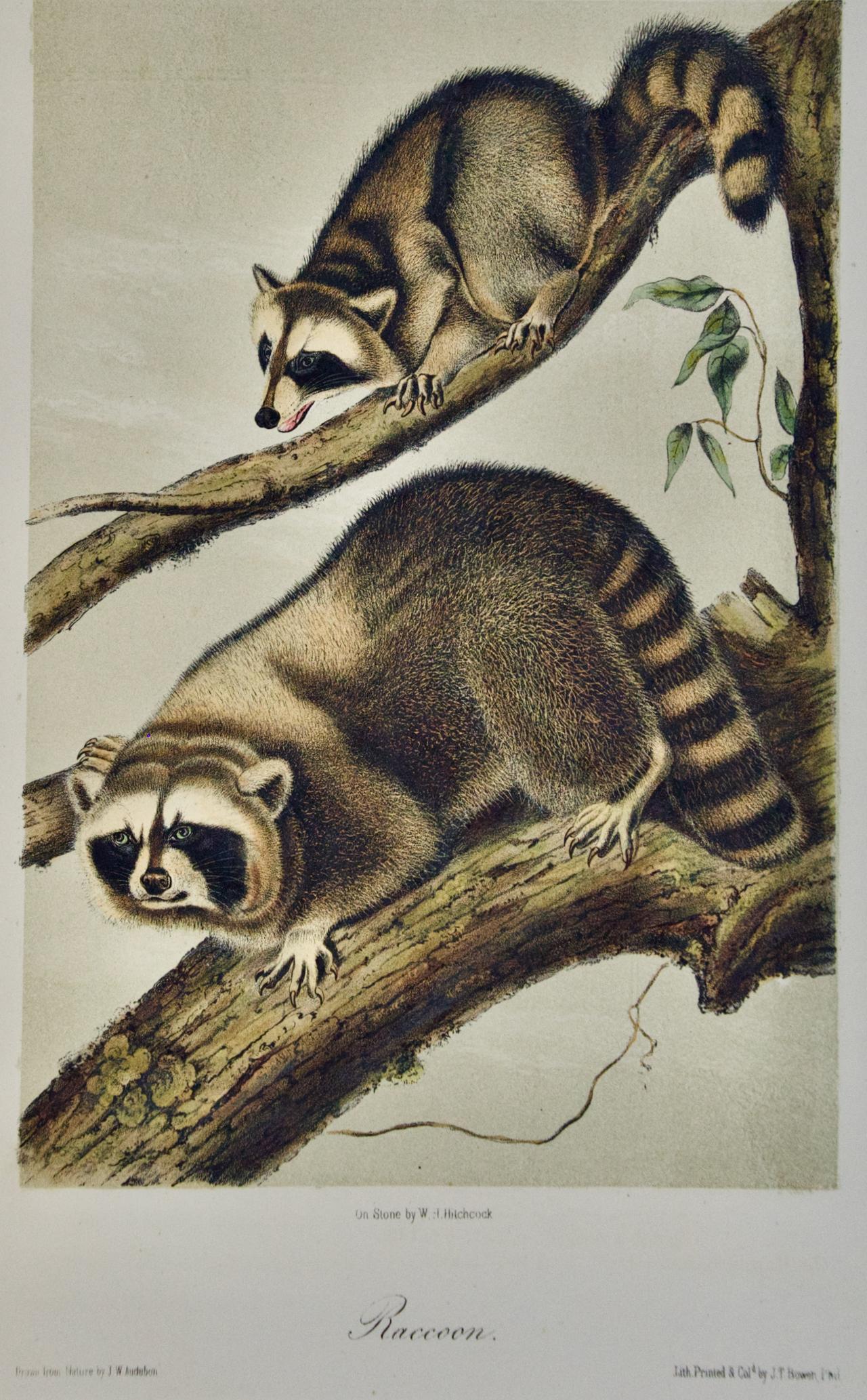 Il s'agit d'une lithographie originale en couleurs du 19ème siècle de John James Audubon intitulée 