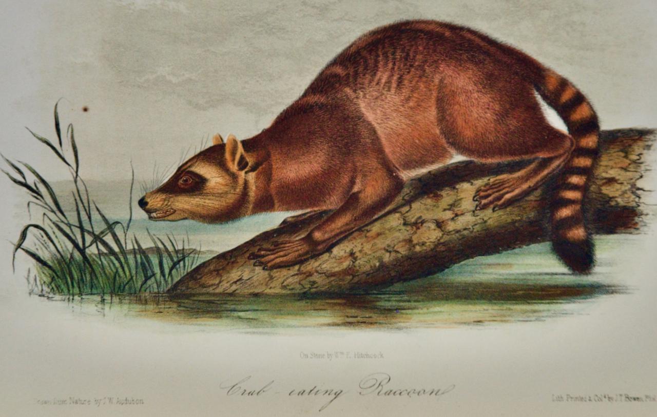 Raccoon: Eine originale handkolorierte Audubon-Lithographie des 19. Jahrhunderts – Print von John James Audubon