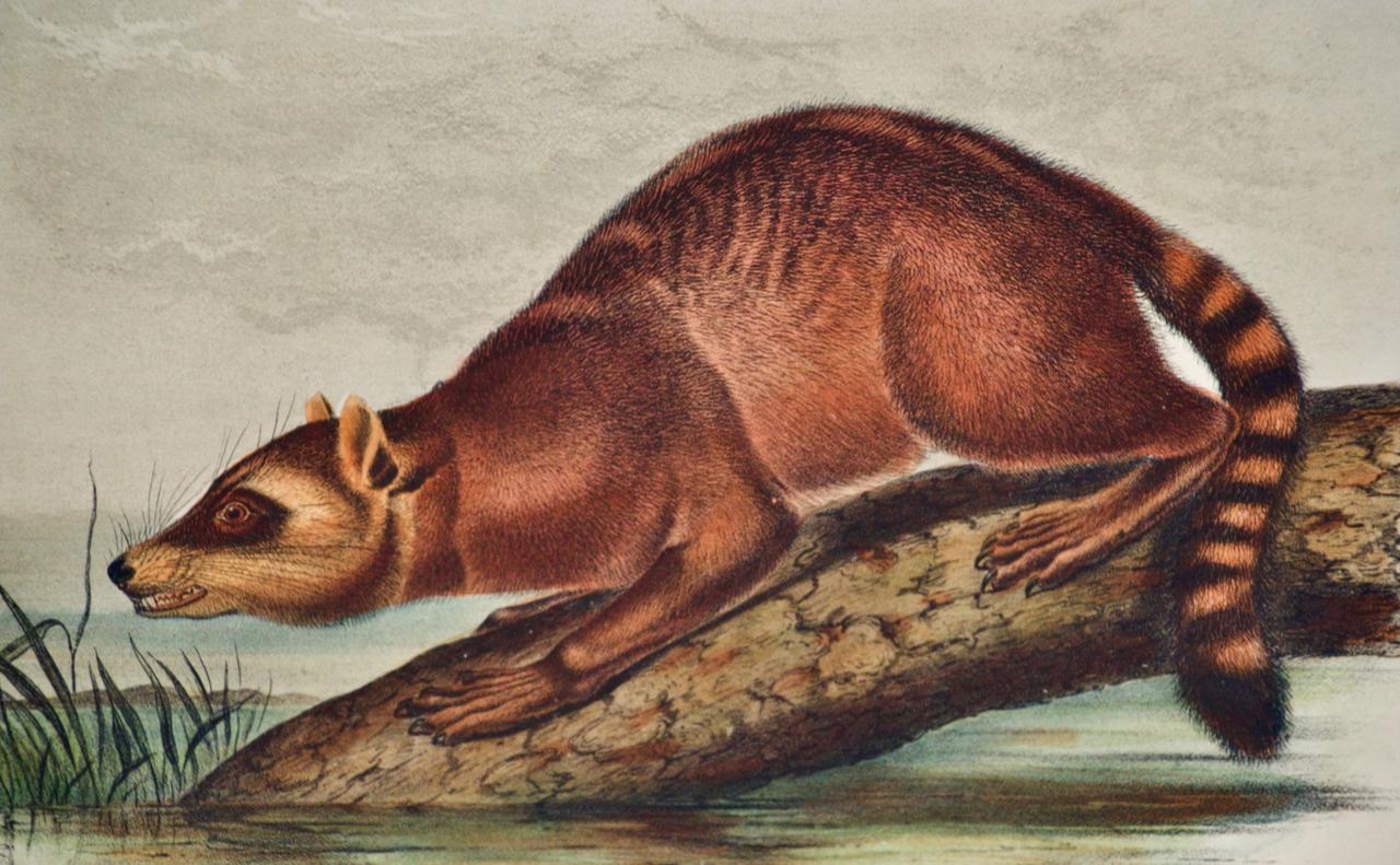 Une lithographie originale d'Audubon du 19e siècle colorée à la main - Beige Animal Print par John James Audubon