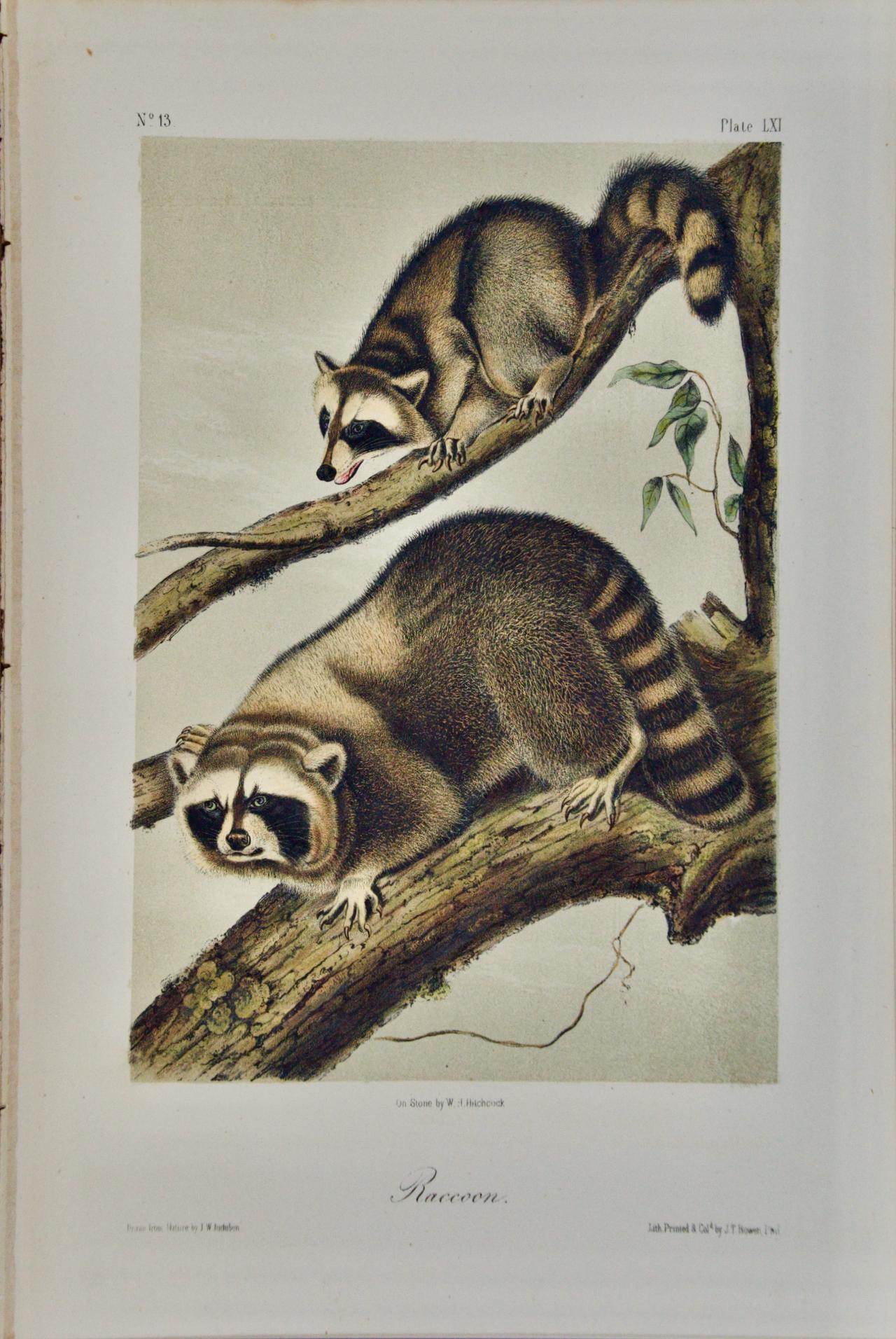 Animal Print John James Audubon - Raccoon : une lithographie originale d'Audubon du 19ème siècle colorée à la main