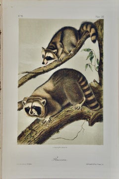 Raccoon: An Original 19th Century Audubon Hand-colored Lithograph