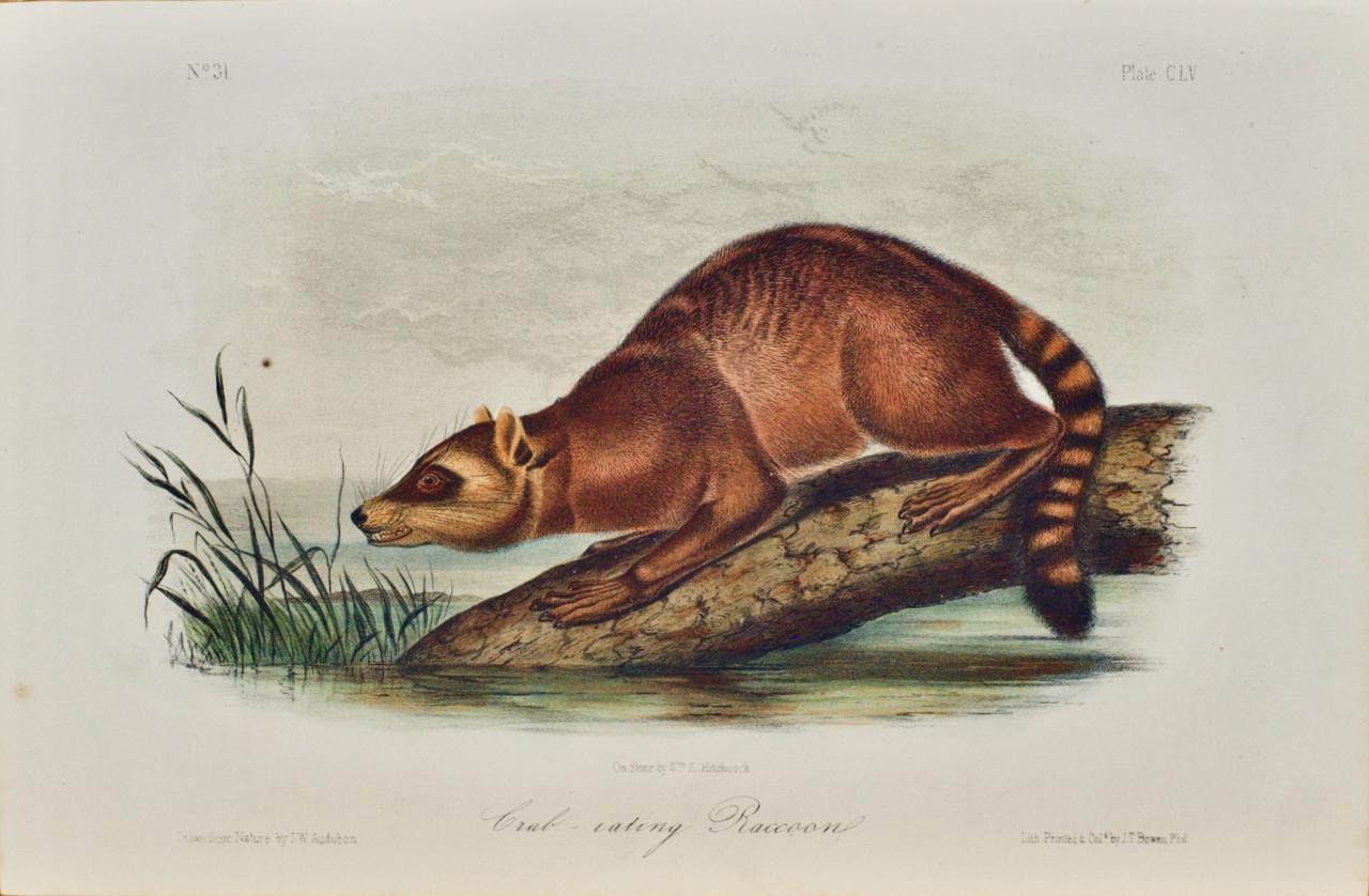 John James Audubon Animal Print - Raccoon: An Original 19th Century Audubon Hand-colored Lithograph