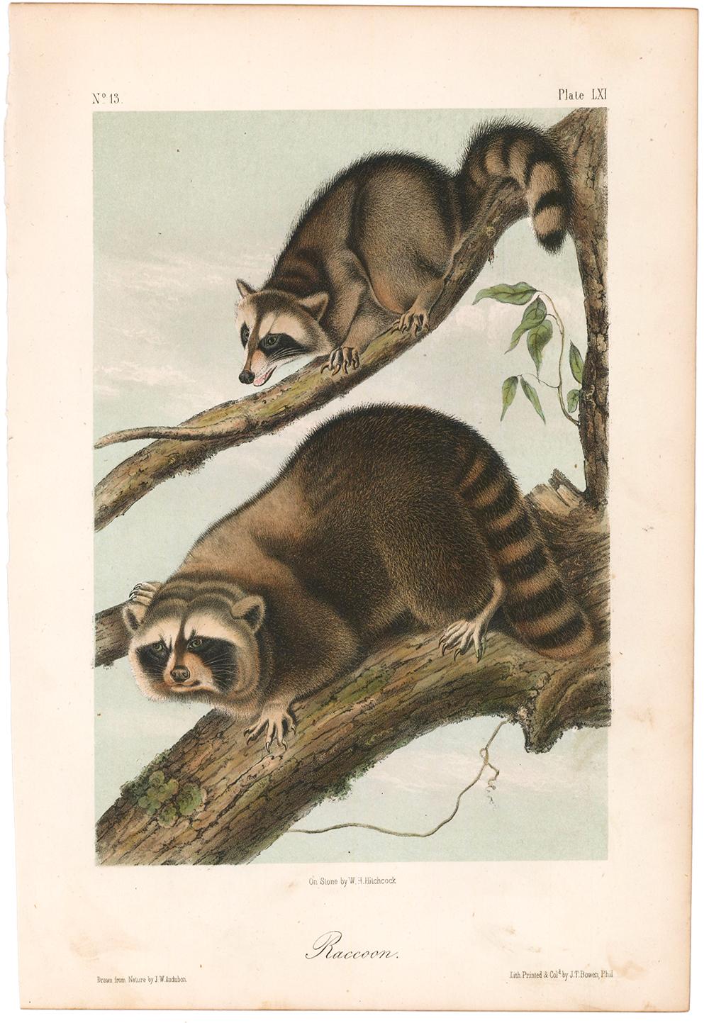 Raccoon by Audubon - Print by John James Audubon