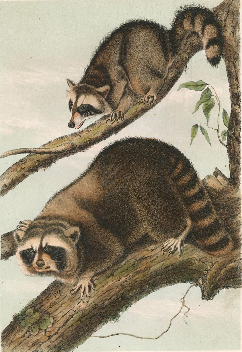 Raccoon by Audubon