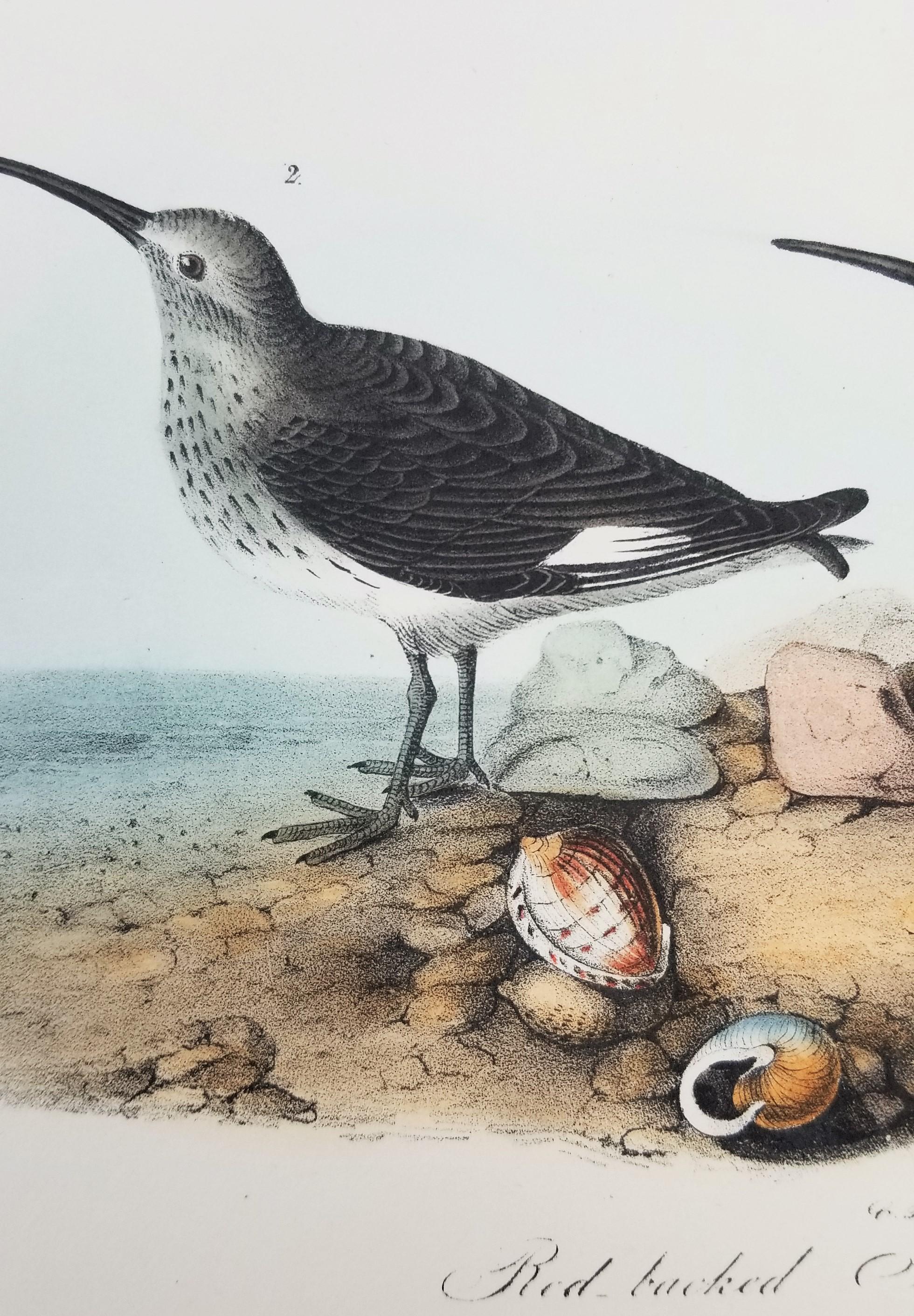 Sandpiper /// Ornithology Bird John James Audubon Beach Ocean Shore en vente 9