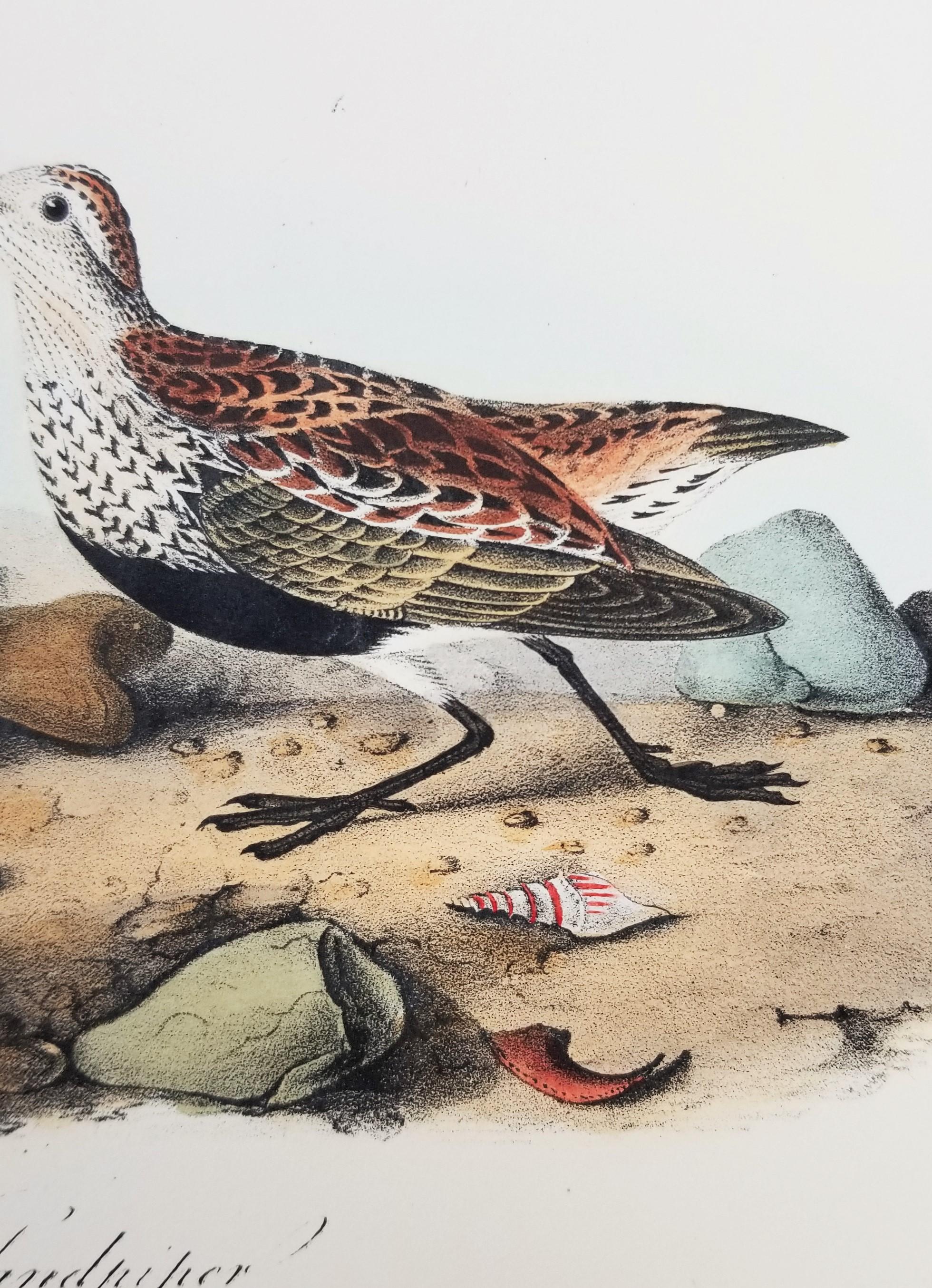 Sandpiper /// Ornithology Bird John James Audubon Beach Ocean Shore en vente 11