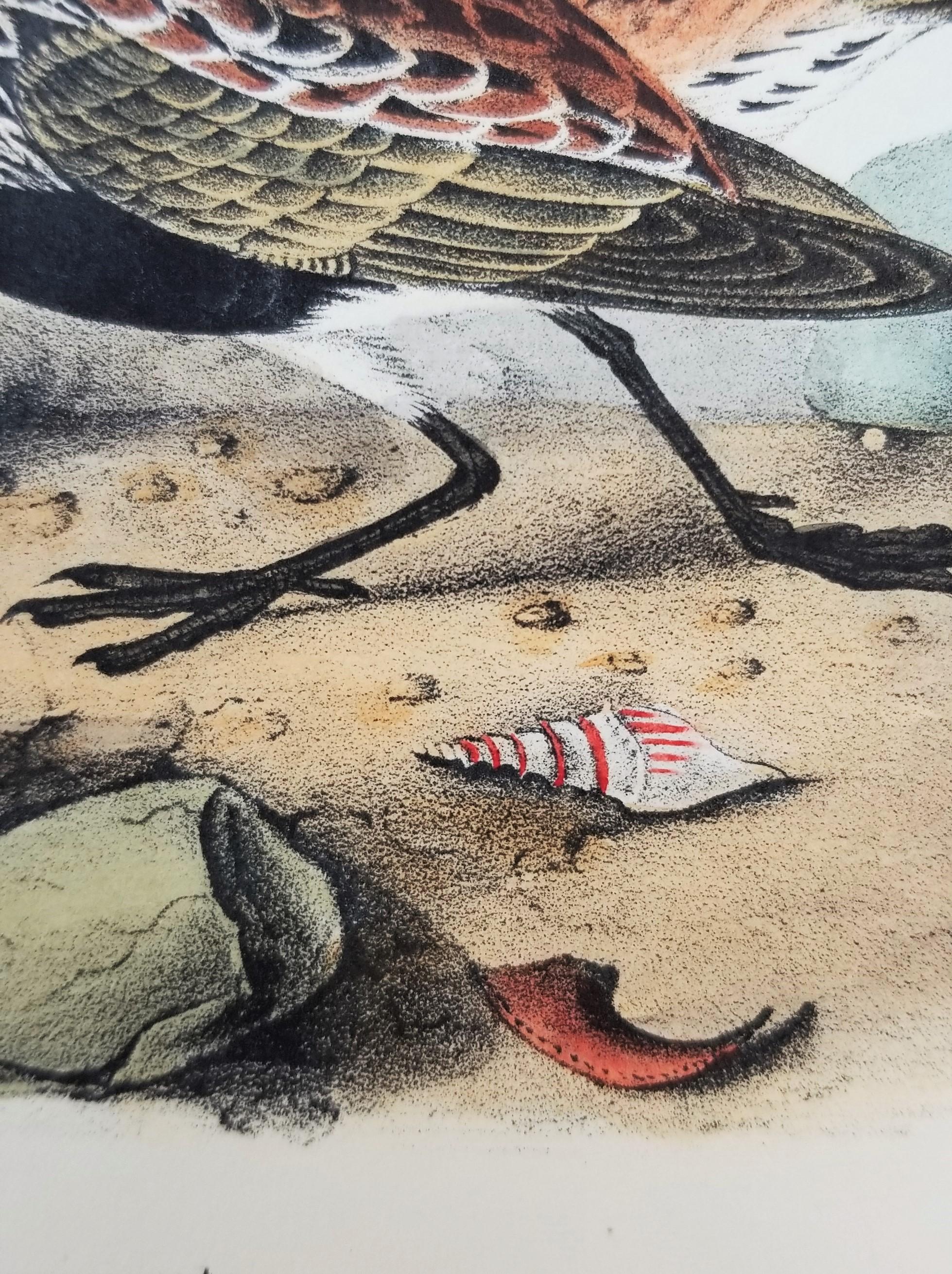 Red-backed Sandpiper /// Ornithology Bird John James Audubon Beach Ocean Shore For Sale 10