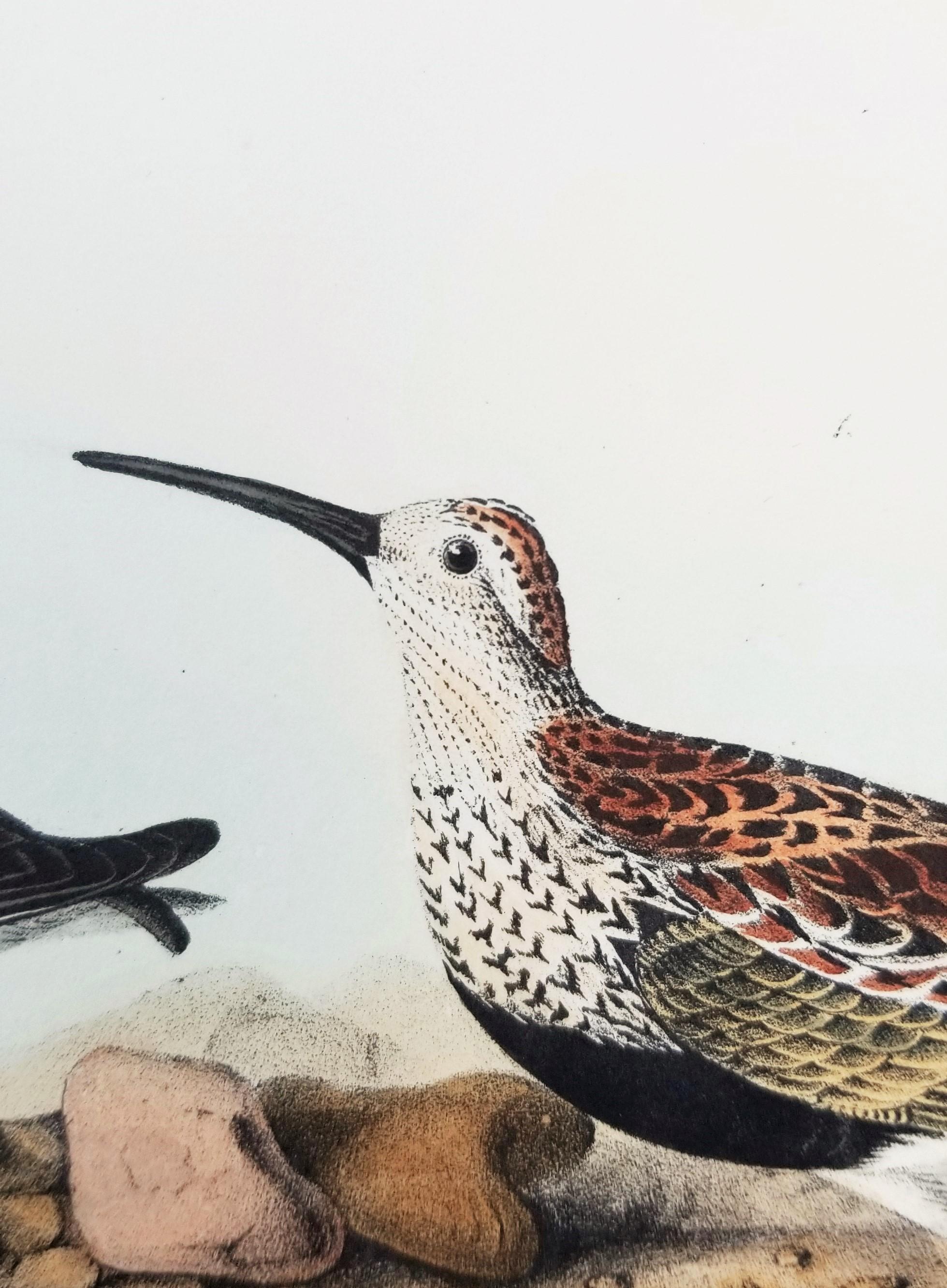 Sandpiper /// Ornithology Bird John James Audubon Beach Ocean Shore en vente 13