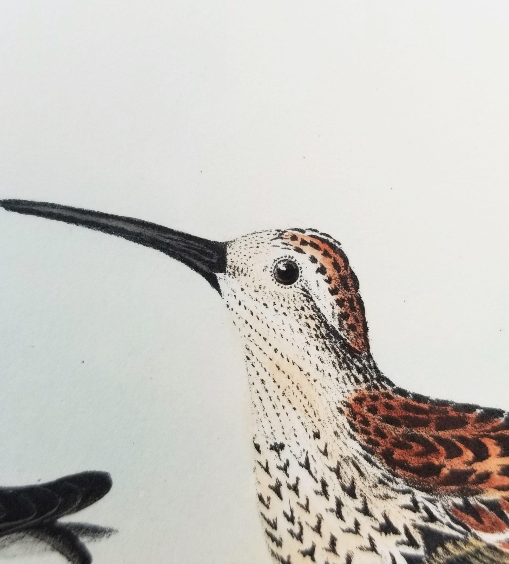 Red-backed Sandpiper /// Ornithology Bird John James Audubon Beach Ocean Shore, Vogel im Angebot 14